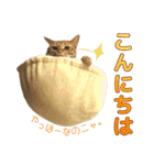 茶トラ猫チャーリのスタンプライフ ver1（個別スタンプ：11）