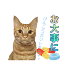 茶トラ猫チャーリのスタンプライフ ver1（個別スタンプ：12）