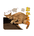茶トラ猫チャーリのスタンプライフ ver1（個別スタンプ：13）