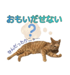 茶トラ猫チャーリのスタンプライフ ver1（個別スタンプ：15）