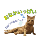 茶トラ猫チャーリのスタンプライフ ver1（個別スタンプ：16）