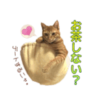 茶トラ猫チャーリのスタンプライフ ver1（個別スタンプ：17）