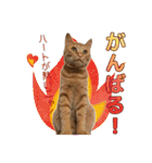 茶トラ猫チャーリのスタンプライフ ver1（個別スタンプ：18）