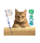 茶トラ猫チャーリのスタンプライフ ver1（個別スタンプ：19）