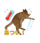 茶トラ猫チャーリのスタンプライフ ver1（個別スタンプ：20）