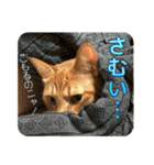 茶トラ猫チャーリのスタンプライフ ver1（個別スタンプ：21）