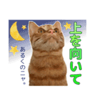 茶トラ猫チャーリのスタンプライフ ver1（個別スタンプ：22）
