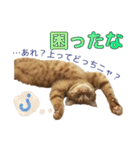 茶トラ猫チャーリのスタンプライフ ver1（個別スタンプ：23）