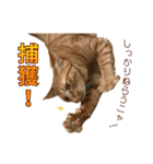 茶トラ猫チャーリのスタンプライフ ver1（個別スタンプ：25）