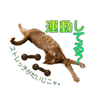 茶トラ猫チャーリのスタンプライフ ver1（個別スタンプ：26）