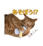 茶トラ猫チャーリのスタンプライフ ver1（個別スタンプ：27）