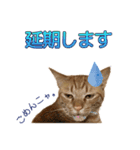 茶トラ猫チャーリのスタンプライフ ver1（個別スタンプ：28）