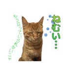 茶トラ猫チャーリのスタンプライフ ver1（個別スタンプ：29）