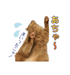 茶トラ猫チャーリのスタンプライフ ver1（個別スタンプ：30）