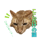茶トラ猫チャーリのスタンプライフ ver1（個別スタンプ：32）