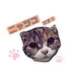 猫のニャツコ（個別スタンプ：1）