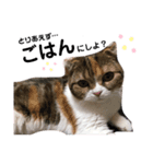 猫のニャツコ（個別スタンプ：2）