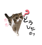 猫のニャツコ（個別スタンプ：3）