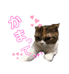 猫のニャツコ（個別スタンプ：4）