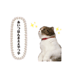 猫のニャツコ（個別スタンプ：5）