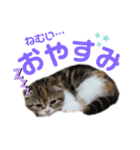 猫のニャツコ（個別スタンプ：6）