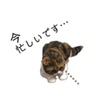 猫のニャツコ（個別スタンプ：7）