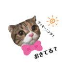 猫のニャツコ（個別スタンプ：8）