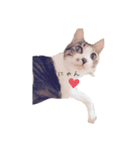 野良猫べーさん（個別スタンプ：1）