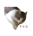 野良猫べーさん（個別スタンプ：3）
