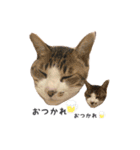 野良猫べーさん（個別スタンプ：4）