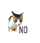野良猫べーさん（個別スタンプ：5）