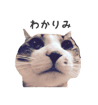 野良猫べーさん（個別スタンプ：6）