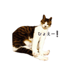 野良猫べーさん（個別スタンプ：8）