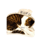 野良猫べーさん（個別スタンプ：10）