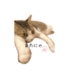 野良猫べーさん（個別スタンプ：12）