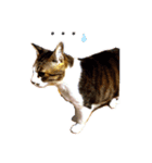 野良猫べーさん（個別スタンプ：13）