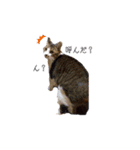 野良猫べーさん（個別スタンプ：14）