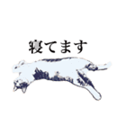 野良猫べーさん（個別スタンプ：16）