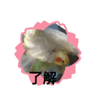 元気なペット（個別スタンプ：29）