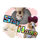 すていほーむな犬（個別スタンプ：1）