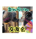 すていほーむな犬（個別スタンプ：5）