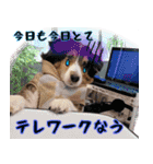 すていほーむな犬（個別スタンプ：8）