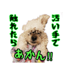 すていほーむな犬（個別スタンプ：9）
