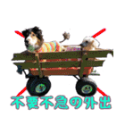 すていほーむな犬（個別スタンプ：10）