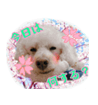 すていほーむな犬（個別スタンプ：11）