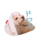トイプードル～らーちゃんとぷーくん～（個別スタンプ：1）