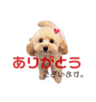 トイプードル～らーちゃんとぷーくん～（個別スタンプ：6）