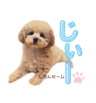 トイプードル～らーちゃんとぷーくん～（個別スタンプ：7）