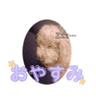 トイプードル～らーちゃんとぷーくん～（個別スタンプ：8）