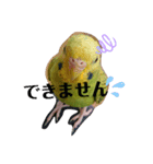 インコのまめです（個別スタンプ：8）